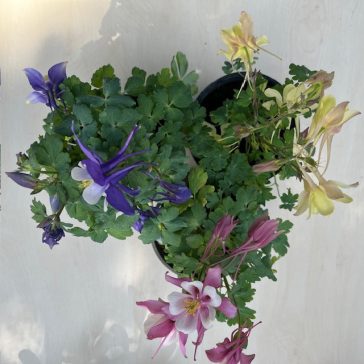 Kerti harangláb több színben