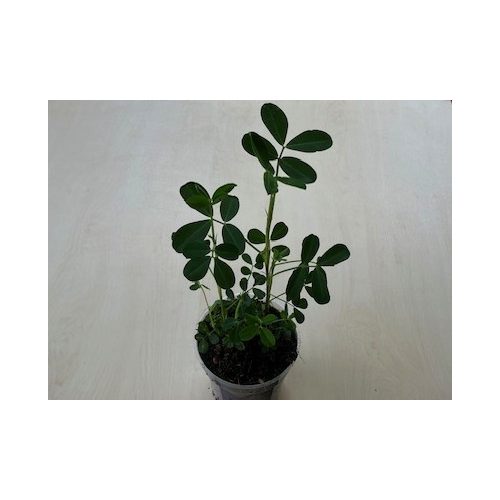 Földimogyoró - Arachis hypogaea