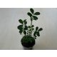 Földimogyoró - Arachis hypogaea