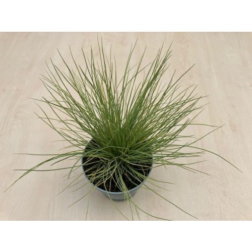 Arany csenkesz - Festuca glauca 'Amigold'