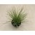 Arany csenkesz - Festuca glauca 'Amigold'