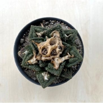 Ariocarpus fissuratus