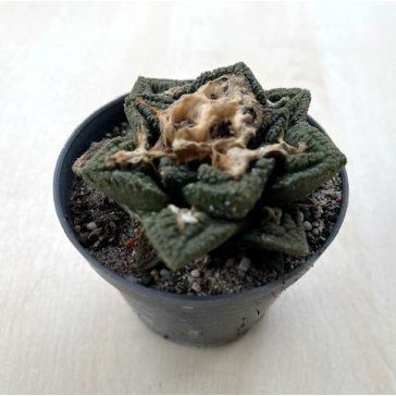 Ariocarpus fissuratus