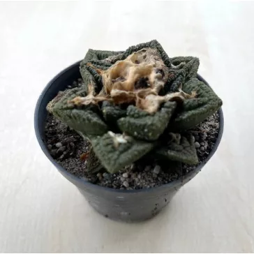Ariocarpus fissuratus