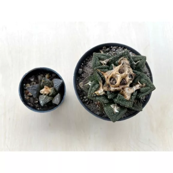 Ariocarpus fissuratus