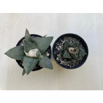 Ariocarpus fissuratus