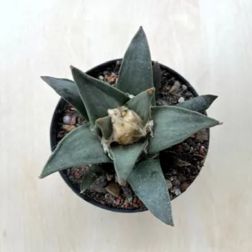 Ariocarpus retusus