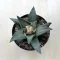 Ariocarpus retusus
