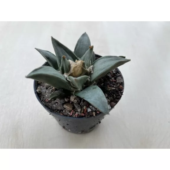 Ariocarpus retusus