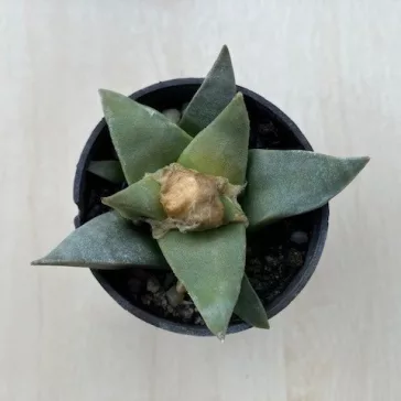 Ariocarpus retusus