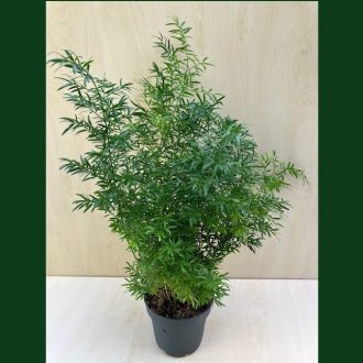   Asparagus densiflorus 'Sprengeri' - Tűlevelű aszparágusz