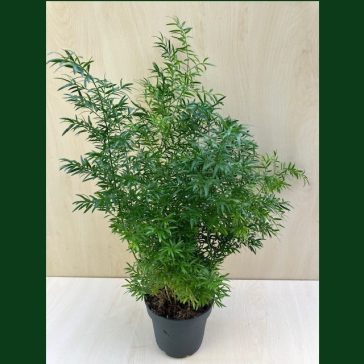   Asparagus densiflorus 'Sprengeri' - Tűlevelű aszparágusz