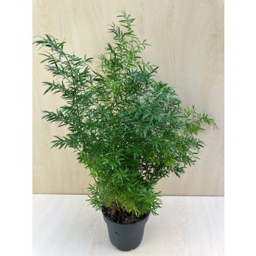   Asparagus densiflorus 'Sprengeri' - Tűlevelű aszparágusz