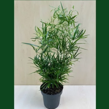 Asparagus falcatus - Sarlós aszparágusz
