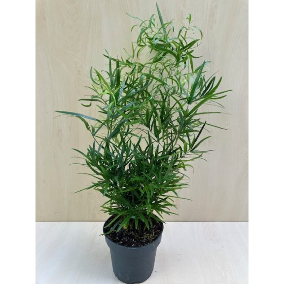 Asparagus falcatus - Sarlós aszparágusz
