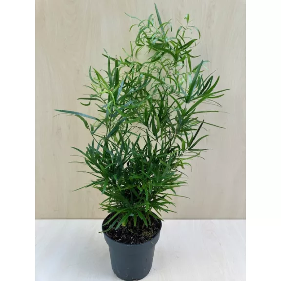 Asparagus falcatus - Sarlós aszparágusz