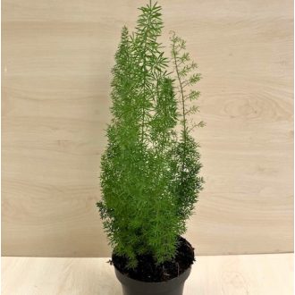   Asparagus densiflorus 'Meyeri' - rókafarok aszparágusz