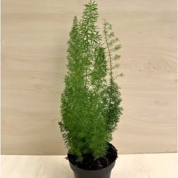   Asparagus densiflorus 'Meyeri' - rókafarok aszparágusz