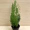 Asparagus densiflorus 'Meyeri' - rókafarok aszparágusz