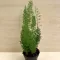 Asparagus densiflorus 'Meyeri' - rókafarok aszparágusz
