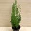 Asparagus densiflorus 'Meyeri' - rókafarok aszparágusz
