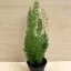 Asparagus densiflorus 'Meyeri' - rókafarok aszparágusz