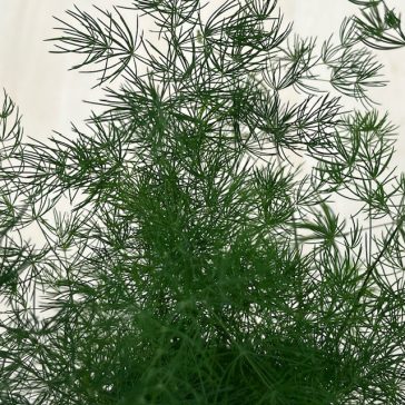 Asparagus myriocladus - aszparágusz