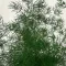 Asparagus myriocladus - aszparágusz