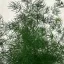 Asparagus myriocladus - aszparágusz