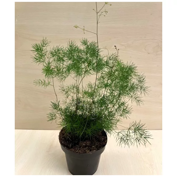 Asparagus myriocladus - aszparágusz