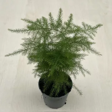 Asparagus setaceus - Fátyolaszparágusz Mini
