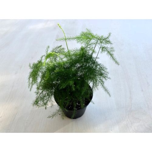 Asparagus setaceus - Fátyolaszparágusz Mini