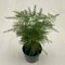 Asparagus setaceus - Fátyolaszparágusz Mini
