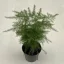 Asparagus setaceus - Fátyolaszparágusz Mini