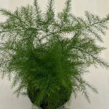 Asparagus setaceus - Fátyolaszparágusz Mini