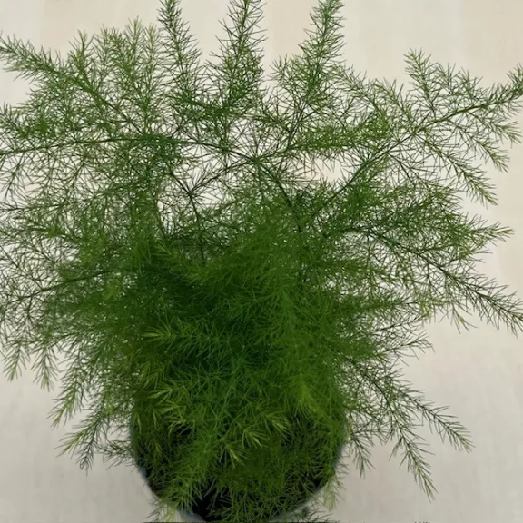 Asparagus setaceus - Fátyolaszparágusz Mini