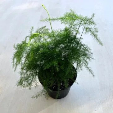 Asparagus setaceus - Fátyolaszparágusz Mini