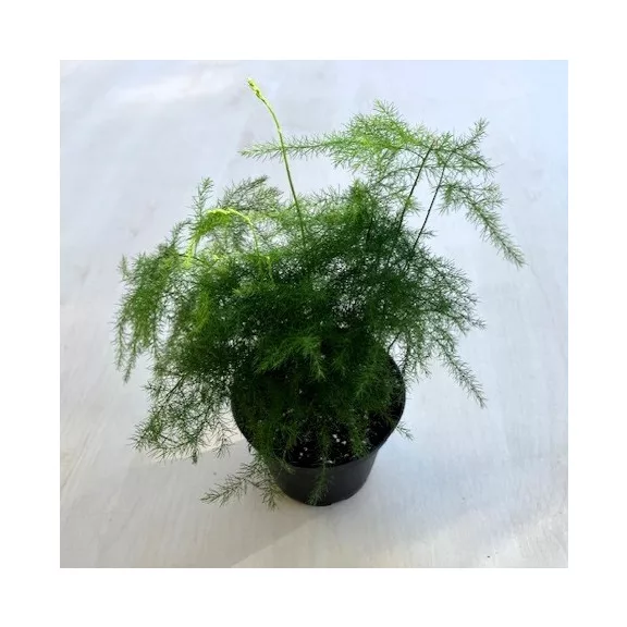 Asparagus setaceus - Fátyolaszparágusz Mini