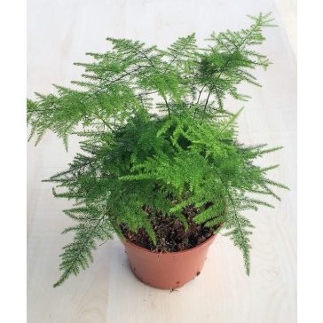   Asparagus setaceus 'Plumosus' - Fátyolaszparágusz