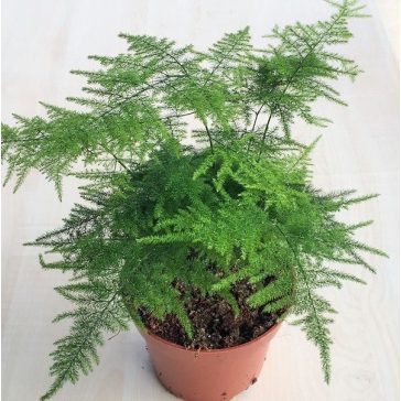 Asparagus setaceus - Fátyolaszparágusz