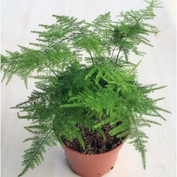 Asparagus setaceus - Fátyolaszparágusz