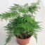 Asparagus setaceus - Fátyolaszparágusz