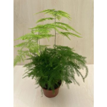Asparagus setaceus - Fátyolaszparágusz