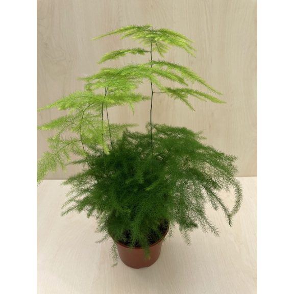 Asparagus setaceus - Fátyolaszparágusz