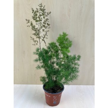 Asparagus umbellatus - aszparágusz