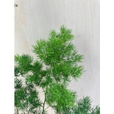 Asparagus umbellatus - aszparágusz