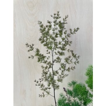 Asparagus umbellatus - aszparágusz