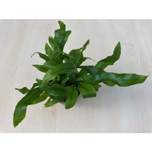 Madárfészekpáfrány - Asplenium nidus mini