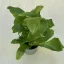 Madárfészekpáfrány - Asplenium nidus mini