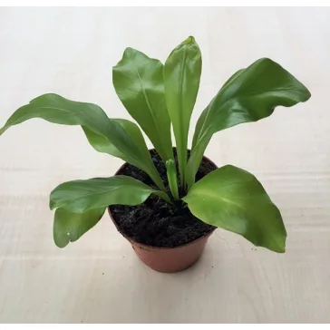 Madárfészekpáfrány - Asplenium nidus mini